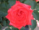 Hermann Berger (Edelrose) Bild der Rose 'Hermann Berger' (Edelrose)