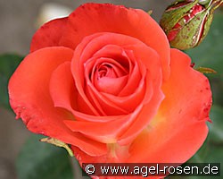 Hermann Berger (Edelrose) Bild der Rose 'Hermann Berger' (Edelrose)