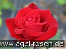 Bild der Rose 'Herz Ass' (Edelrose)