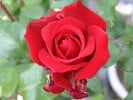 Herz Ass (Edelrose) Bild der Rose 'Herz Ass' (Edelrose)