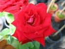 Herz Ass (Edelrose) Bild der Rose 'Herz Ass' (Edelrose)