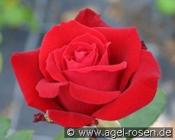 Herz Ass (Edelrose) Bild der Rose 'Herz Ass' (Edelrose)