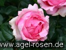 Bild der Rose 'History' (Edelrose)