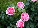 History (Edelrose) Bild der Rose 'History' (Edelrose)