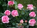 History (Edelrose) Bild der Rose 'History' (Edelrose)