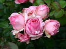 History (Edelrose) Bild der Rose 'History' (Edelrose)