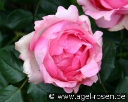 History (Edelrose) Bild der Rose 'History' (Edelrose)