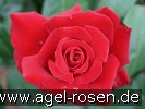Bild der Rose 'Ingrid Bergman' (Edelrose)