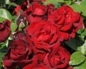 Ingrid Bergman (Edelrose) Bild der Rose 'Ingrid Bergman' (Edelrose)