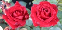 Ingrid Bergman (Edelrose) Bild der Rose 'Ingrid Bergman' (Edelrose)