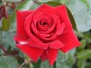 Ingrid Bergman (Edelrose) Bild der Rose 'Ingrid Bergman' (Edelrose)