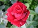 Ingrid Bergman (Edelrose) Bild der Rose 'Ingrid Bergman' (Edelrose)