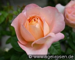 Isabelle Autissier (Edelrose) Bild der Rose 'Isabelle Autissier' (Edelrose)
