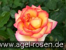 Bild der Rose 'Jean Piat' (Edelrose)