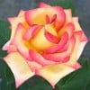 Jean Piat (Edelrose) Bild der Rose 'Jean Piat' (Edelrose)