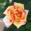 Jean Piat (Edelrose) Bild der Rose 'Jean Piat' (Edelrose)
