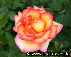 Jean Piat (Edelrose) Bild der Rose 'Jean Piat' (Edelrose)