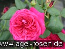 Bild der Rose 'Johann Wolfgang von Goethe Rose' (Edelrose)