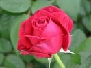 Johann Wolfgang von Goethe Rose (Edelrose) Bild der Rose 'Johann Wolfgang von Goethe Rose' (Edelrose)