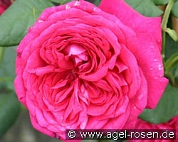 Johann Wolfgang von Goethe Rose (Edelrose) Bild der Rose 'Johann Wolfgang von Goethe Rose' (Edelrose)
