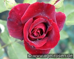 Josephine Bruce (Edelrose) Bild der Rose 'Josephine Bruce' (Edelrose)