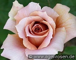 Julia's Rose (Edelrose) Bild der Rose 'Julia's Rose' (Edelrose)