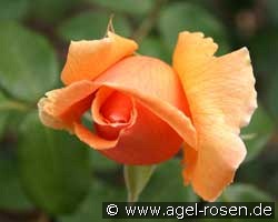 Just Joey (Edelrose) Bild der Rose 'Just Joey' (Edelrose)