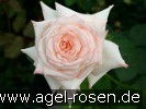Bild der Rose 'Kaiserin Farah' (Edelrose)