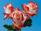 Kaiserin Farah (Edelrose) Bild der Rose 'Kaiserin Farah' (Edelrose)