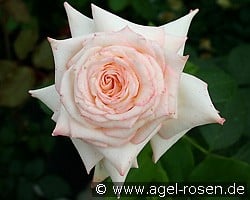 Kaiserin Farah (Edelrose) Bild der Rose 'Kaiserin Farah' (Edelrose)