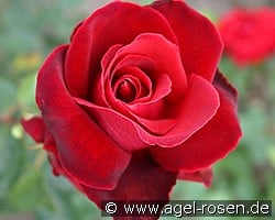 Karneol (Edelrose) Bild der Rose 'Karneol' (Edelrose)