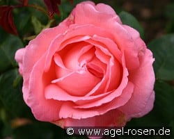 Katrin (Edelrose) Bild der Rose 'Katrin' (Edelrose)