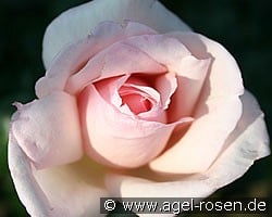 Königliche Hoheit (Edelrose) Bild der Rose 'Königliche Hoheit' (Edelrose)
