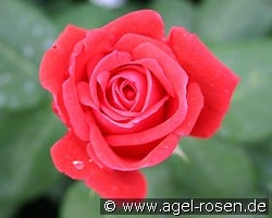 Komet (Edelrose) Bild der Rose 'Komet' (Edelrose)