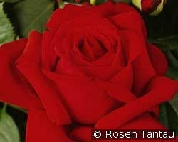Konrad Adenauer (Edelrose) Bild der Rose 'Konrad Adenauer' (Edelrose)