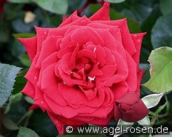 Konrad Henkel (Edelrose) Bild der Rose 'Konrad Henkel' (Edelrose)