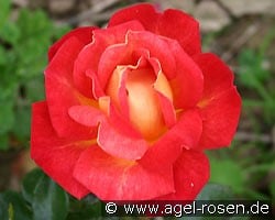 Kontrast (Edelrose) Bild der Rose 'Kontrast' (Edelrose)