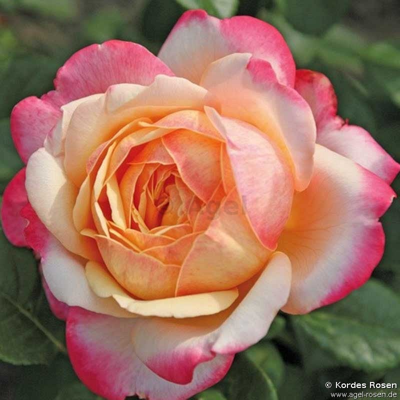 Rose Kordes’ Jubilee ® online kaufen AGEL ROSEN » Edelrosen » Moderne
