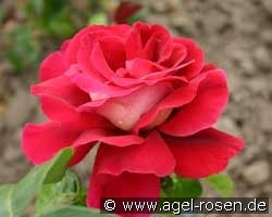 Kronenburg (Edelrose) Bild der Rose 'Kronenburg' (Edelrose)