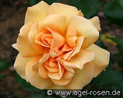 Kupferkönigin (Edelrose) Bild der Rose 'Kupferkönigin' (Edelrose)