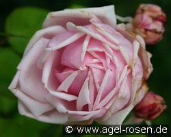 La France (Edelrose) Bild der Rose 'La France' (Edelrose)
