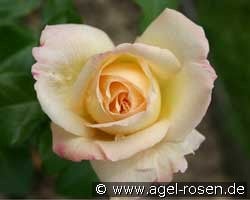 La Perla (Edelrose) Bild der Rose 'La Perla' (Edelrose)