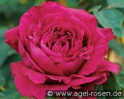 La Rose des 4 Vents (Edelrose) Bild der Rose 'La Rose des 4 Vents' (Edelrose)