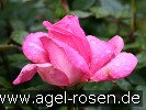 Bild der Rose 'Lady Like' (Edelrose)