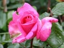 Lady Like (Edelrose) Bild der Rose 'Lady Like' (Edelrose)