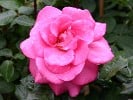Lady Like (Edelrose) Bild der Rose 'Lady Like' (Edelrose)