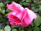 Lady Like (Edelrose) Bild der Rose 'Lady Like' (Edelrose)