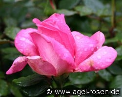 Lady Like (Edelrose) Bild der Rose 'Lady Like' (Edelrose)