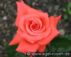 Lady Rose (Edelrose) Bild der Rose 'Lady Rose' (Edelrose)