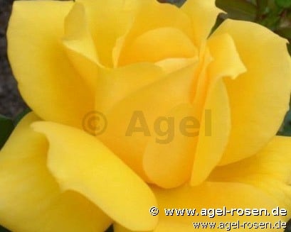 Landora (Edelrose) Bild der Rose 'Landora' (Edelrose)